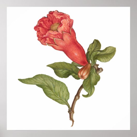  granaatappel bloei illustratie poster (Voorkant)