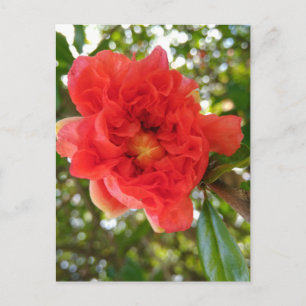 Granaatappel Bloem ansichtkaart Briefkaart