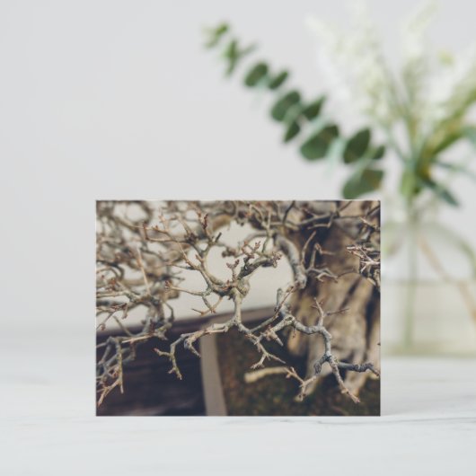 Granaatappel bonsai takken briefkaart (Staand voorkant)