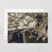 Granaatappel bonsai takken briefkaart (Voorkant / Achterkant)