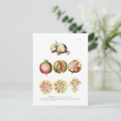 Granaatappel Briefkaart (Staand voorkant)