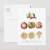 Granaatappel Briefkaart (Voorkant / Achterkant)