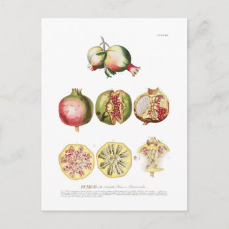 Granaatappel Briefkaart