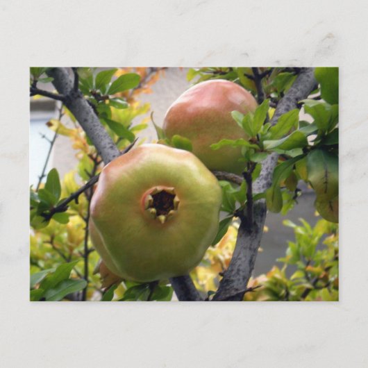 Granaatappel Briefkaart (Voorkant)