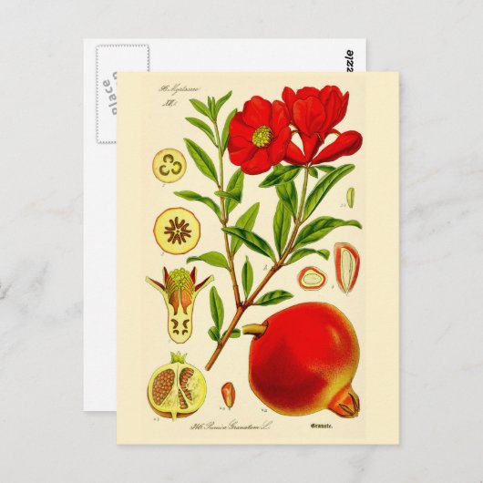 Granaatappel Briefkaart (Voorkant / Achterkant)