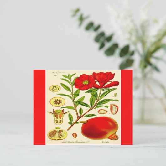 Granaatappel Briefkaart (Staand voorkant)