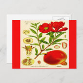Granaatappel Briefkaart (Voorkant / Achterkant)