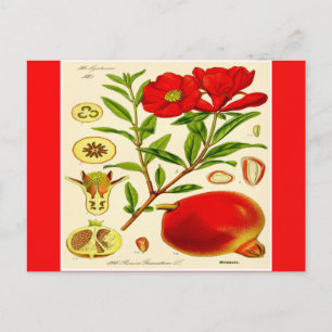 Granaatappel Briefkaart