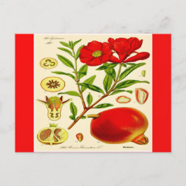 Granaatappel Briefkaart