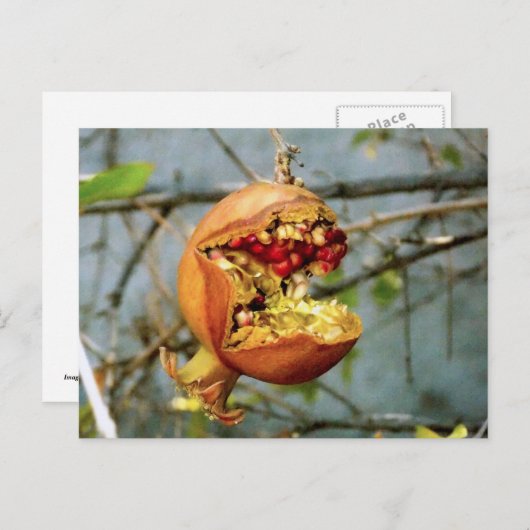 Granaatappel Briefkaart (Voorkant / Achterkant)