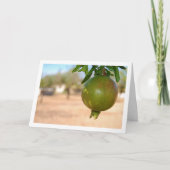 Granaatappel hangend aan Boom Kaart (Voorkant)