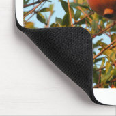 Granaatappel Muismat (Hoek)