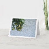 Granaatappels in Boom, Wit Muur Portret Kaart (Voorkant)