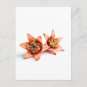 Granaatbloemen Briefkaart