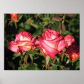 Granada Hybrid Tea Rozen 045 Poster (Voorkant)