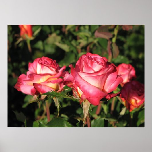 Granada Hybrid Tea Rozen 045 Poster (Voorkant)