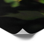 Granada Hybrid Tea Rozen 045 Poster (Hoek)