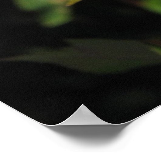 Granada Hybrid Tea Rozen 045 Poster (Hoek)