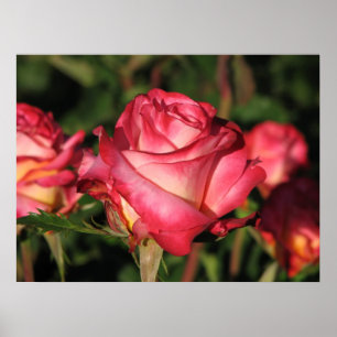 Granada Hybrid Tea Rozen 046 Poster