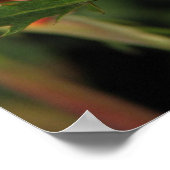 Granada Hybrid Tea Rozen 046 Poster (Hoek)