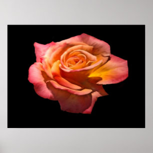 Granada Tea Roos Print