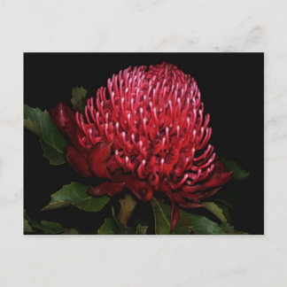 Grand Aussie Lady Briefkaart