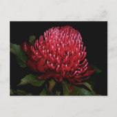 Grand Aussie Lady Briefkaart (Voorkant)