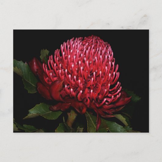 Grand Aussie Lady Briefkaart (Voorkant)