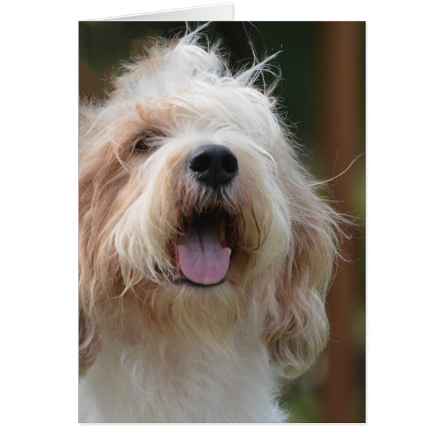 Grand Basset Dog (Voorkant)