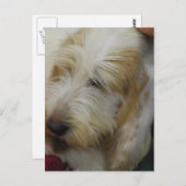 Grand Basset Dog Briefkaart (Voorkant / Achterkant)