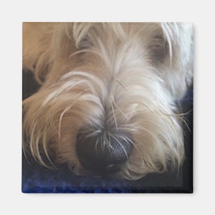 Grand Basset Griffon magnet