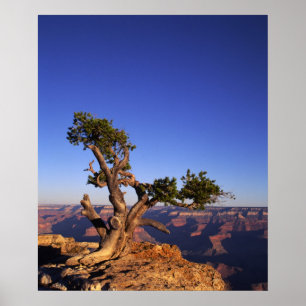 Grand Canyon, Arizona, Verenigde Staten Poster