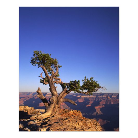 Grand Canyon, Arizona, VS Foto Afdruk (Voorkant)