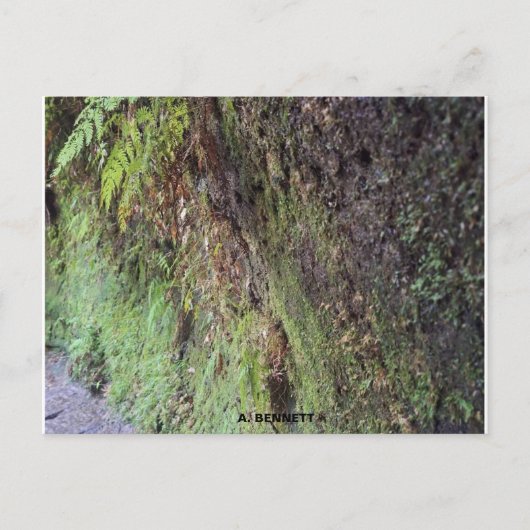 Grand Canyon Briefkaart (Voorkant)