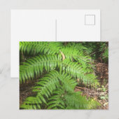 Grand Canyon Briefkaart (Voorkant / Achterkant)