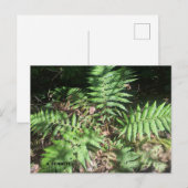 Grand Canyon Briefkaart (Voorkant / Achterkant)