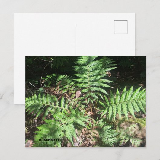 Grand Canyon Briefkaart (Voorkant / Achterkant)