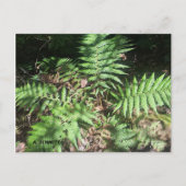 Grand Canyon Briefkaart (Voorkant)