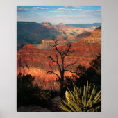 Grand Canyon Flora Poster (Voorkant)
