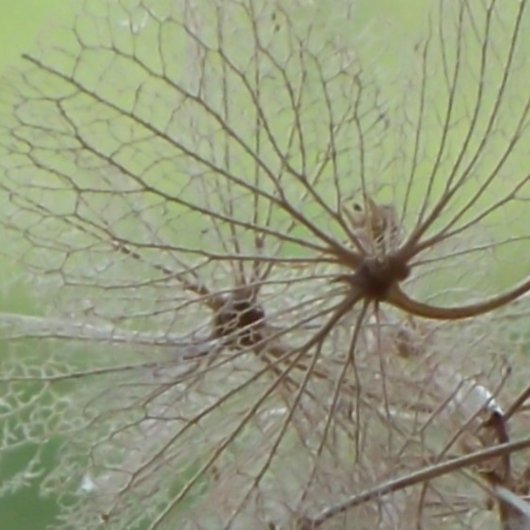 Grand Canyon Kalender