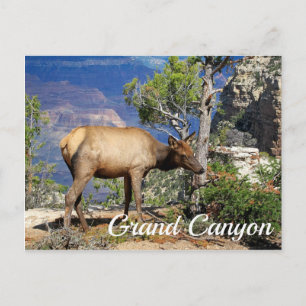 Grand Canyon National Park Arizona Verenigde State Briefkaart