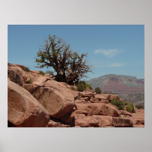 Grand Canyon Shrub Poster (Voorkant)