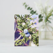 Grand Canyons Junipers Berry Berries Briefkaart (Staand voorkant)