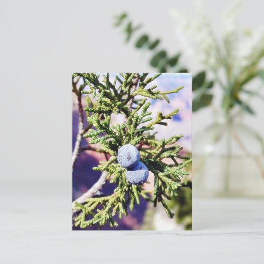 Grand Canyons Junipers Berry Berries Briefkaart (Staand voorkant)