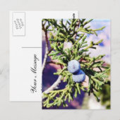 Grand Canyons Junipers Berry Berries Briefkaart (Voorkant / Achterkant)