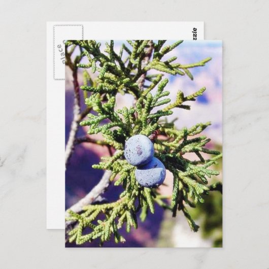 Grand Canyons Junipers Berry Berries Briefkaart (Voorkant / Achterkant)