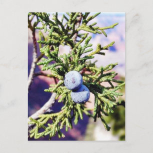 Grand Canyons Junipers Berry Berries Briefkaart