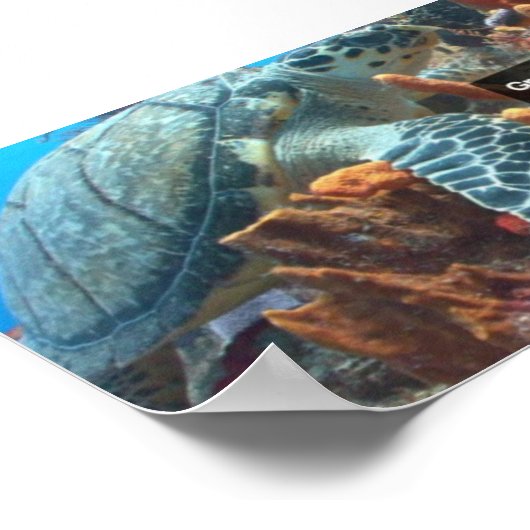 Grand Cayman poster (Hoek)