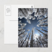 Grand Cypress Briefkaart (Voorkant / Achterkant)