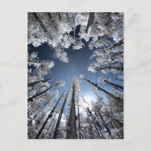 Grand Cypress Briefkaart (Voorkant)